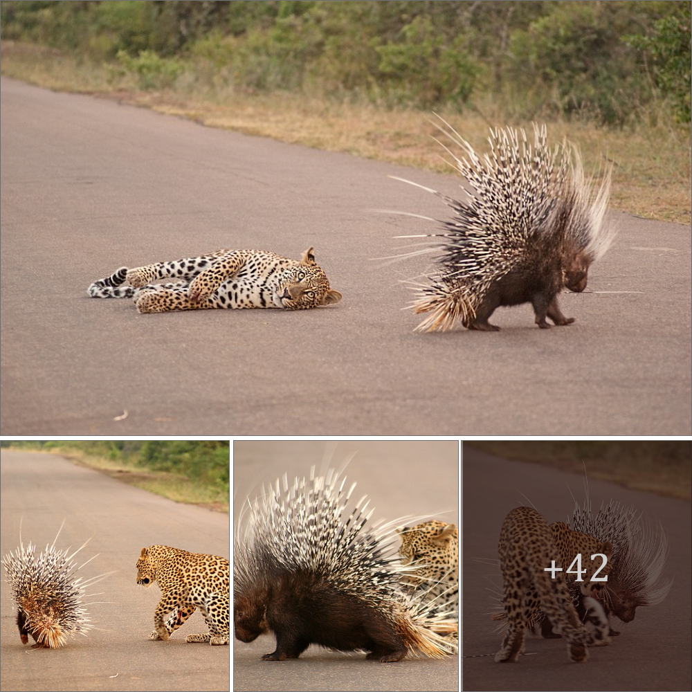 Hmmm, maybe I’m not so hungry after all: The leopard missed his grueling lunch because of the hedgehog