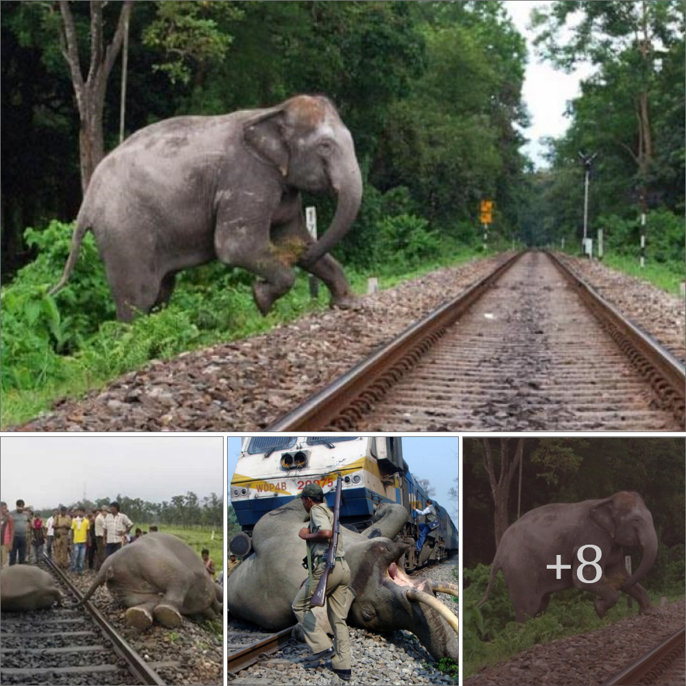 SVL. Unite for Life: Let’s Save Elephants Stuck on Railways.