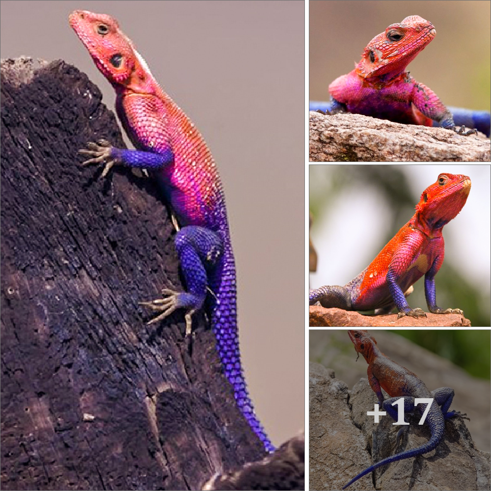 Marveling at Nature’s Quirks: Discovering Delight in a Lizard’s Spider-like Traits.SM13