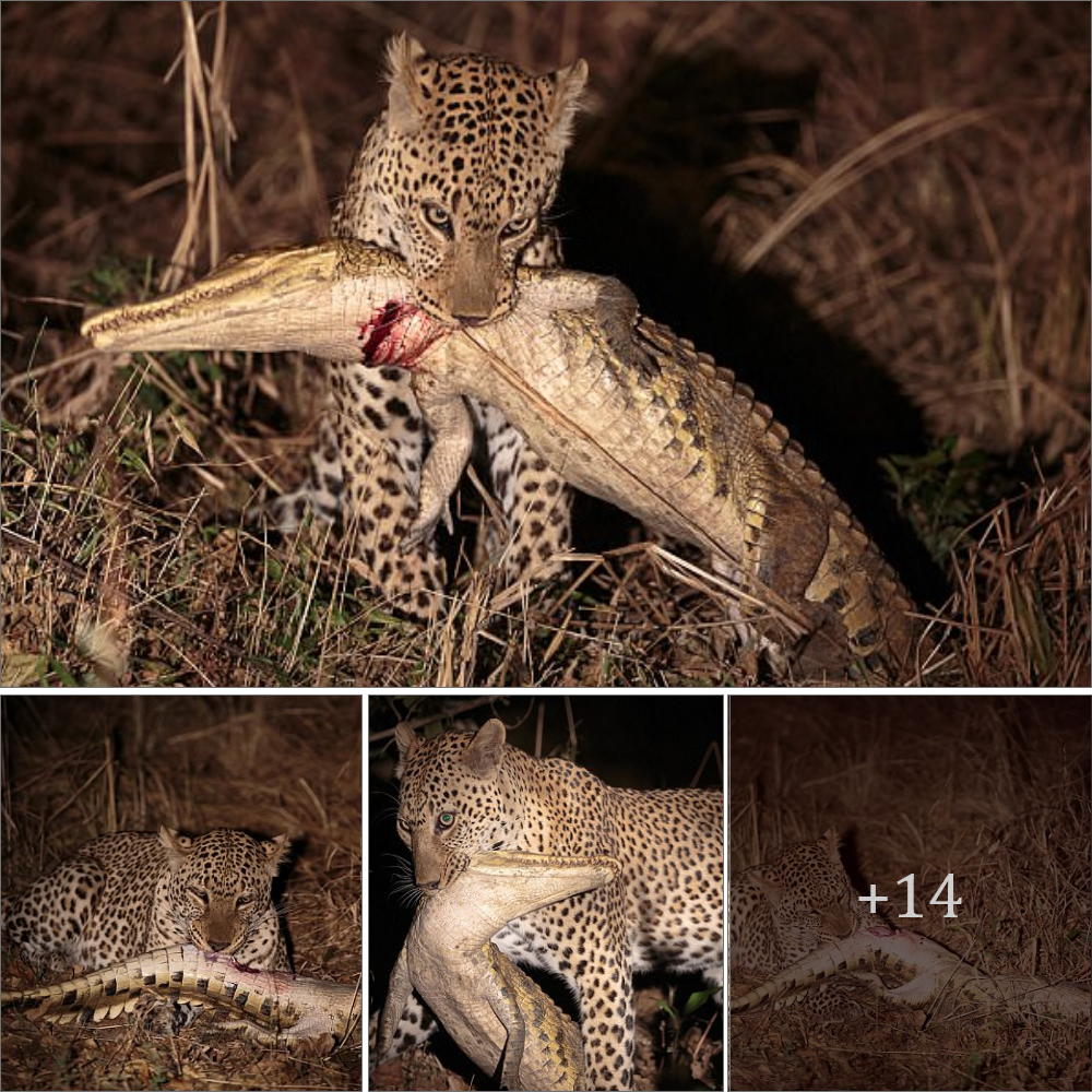 It’s not every day you get to see wildlife in its prime, but a new video has emerged of an African leopard feasting on its freshly kіɩɩed ргeу: a 2-foot-long crocodile meters