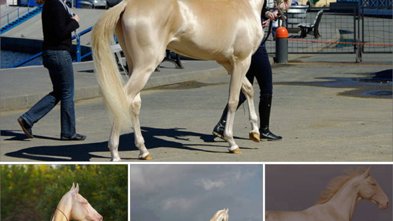 SAO. Named “The Most Stunning Equine Globally,” the Akhal-Teke Dazzles as a Memorable Creature You Won’t Soon Forget.SAO