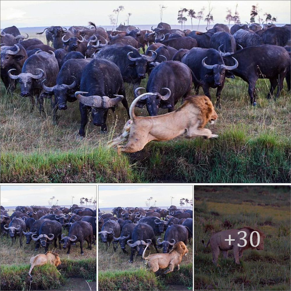 The rule is overturned: The moment the lion jumped into the river to escape when cornered by a herd of buffalo
