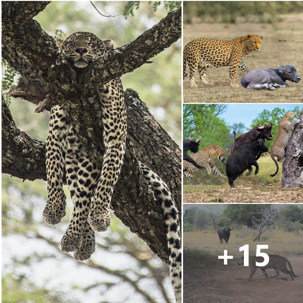Epic Wildlife Encounter: Leopard Ambushes Prey Near Mother Buffalo and Calf, Will Brave Mother Buffalo Protect Her Young Against Predatory Threat?tm