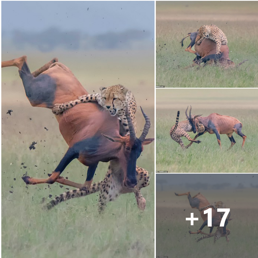Savanna’s Pulse: Witness the Electrifying Pursuit as Majestic Cheetah Chases Prey with Grace and Precision, Nature’s High-Stakes Drama Unfolds. (Video).tm