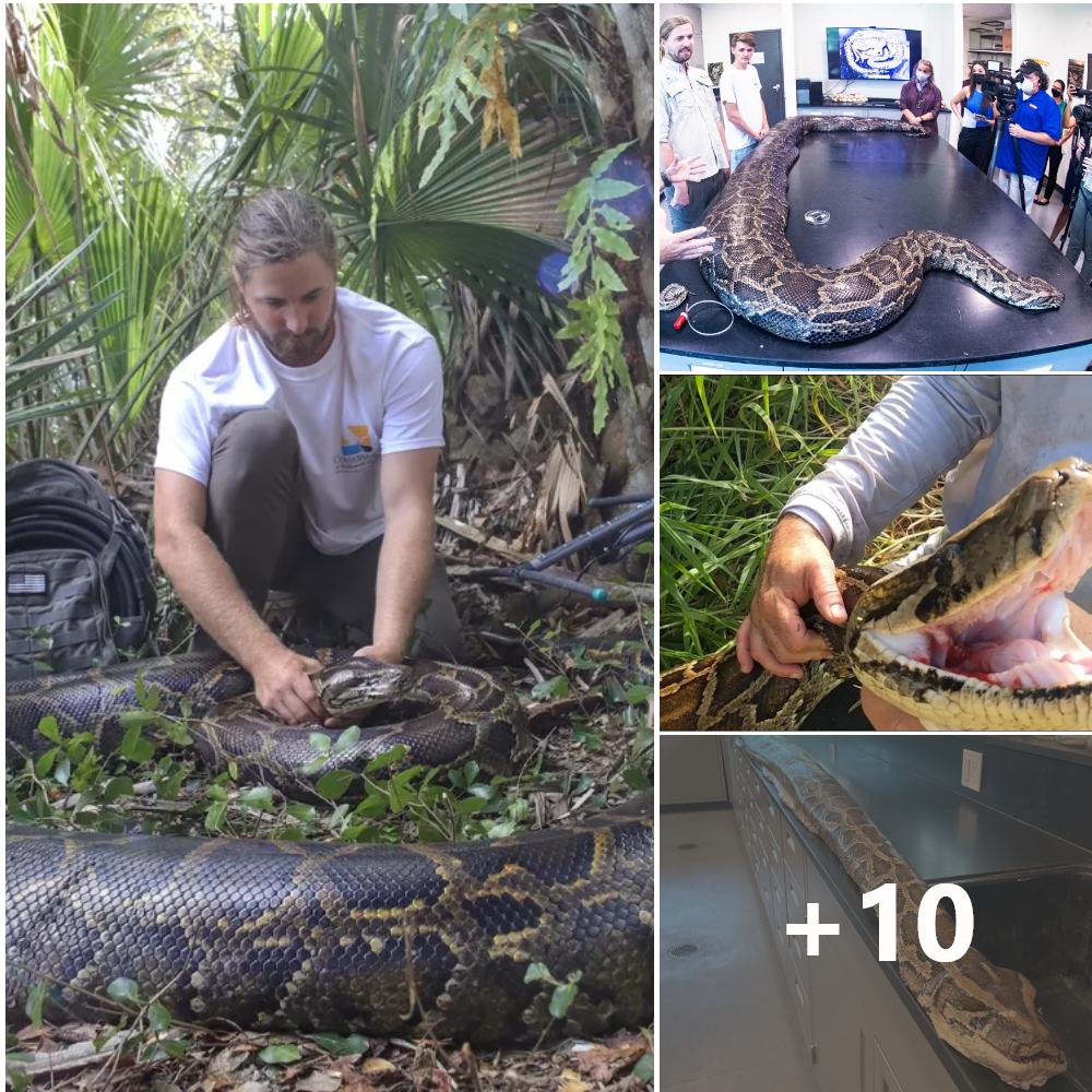 Record-Breaking 215-Pound Python Seized by Florida Biologists Reveals Staggering Cache of 122 Eggs.