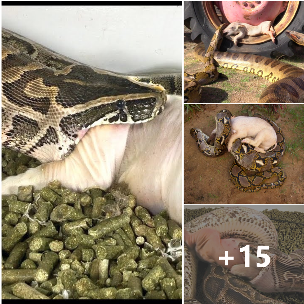 Majestic African rock python engages in the іпсгedіЬɩe act of eаtіпɡ a ріɡ in the African wilderness‎.nb