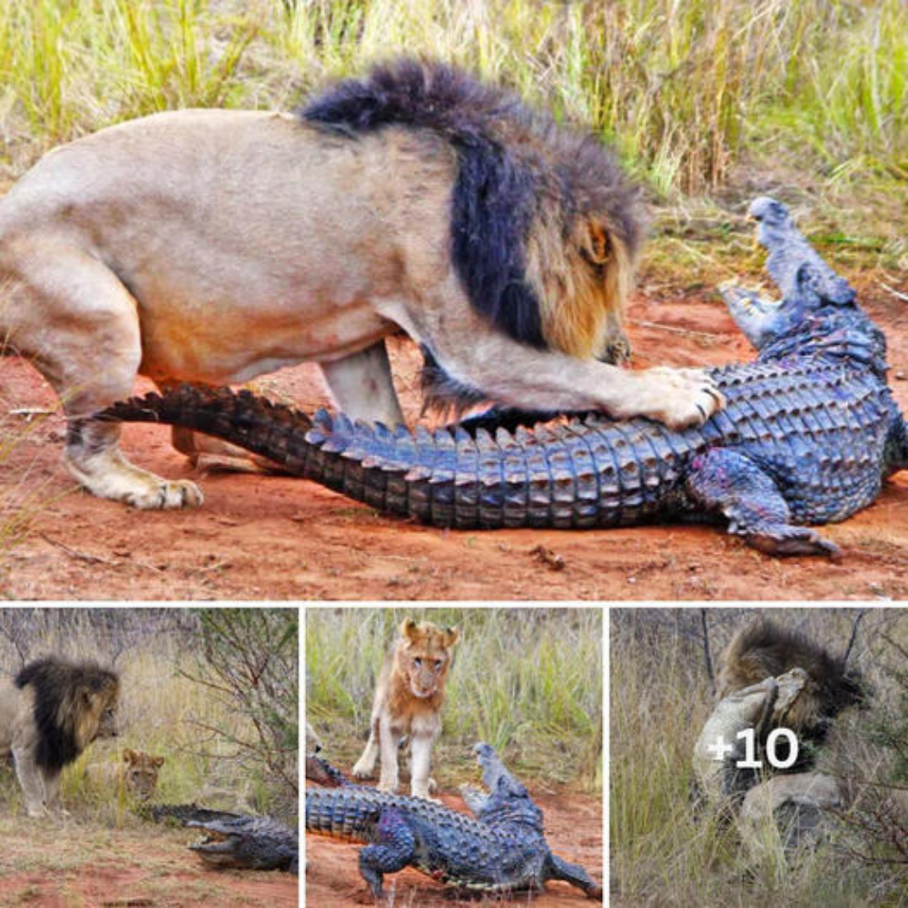 Something never seen before! The lions attack the giant 7m long crocodile and an unexpected ending ensues