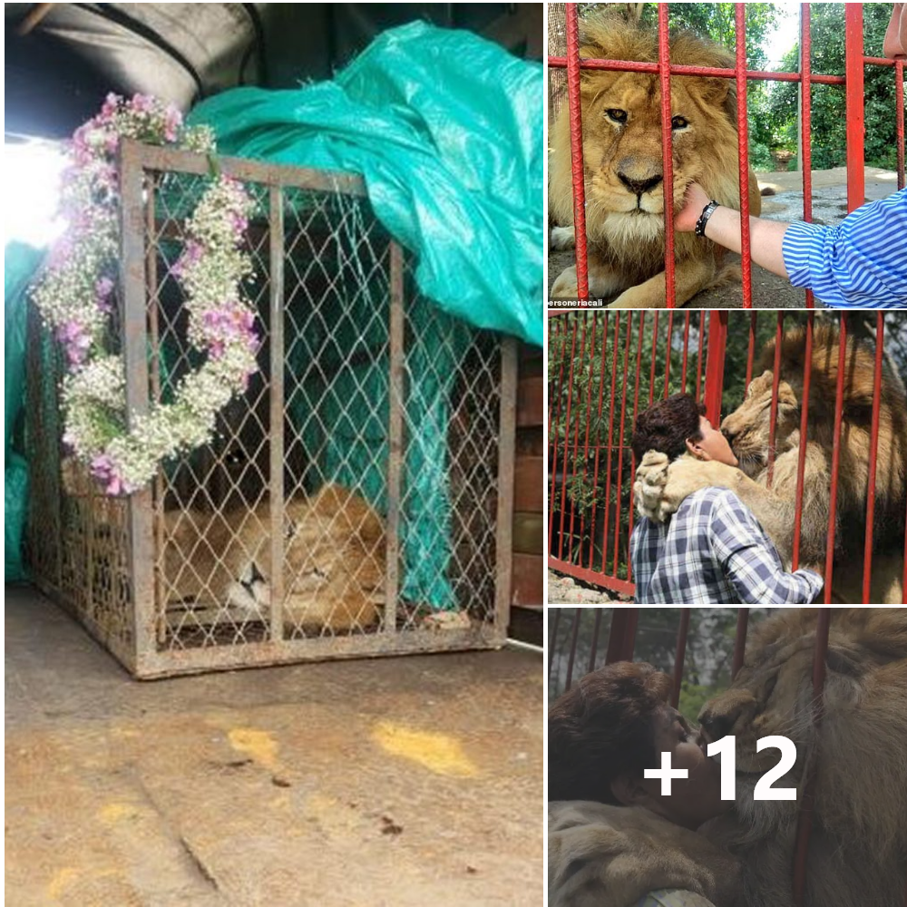 Rescued Lion Says Goodbye to Devoted Rescuer of 20 Years
