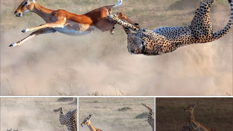 Perfect somersault: Cheetah catches a gazelle in the air in impressive moment