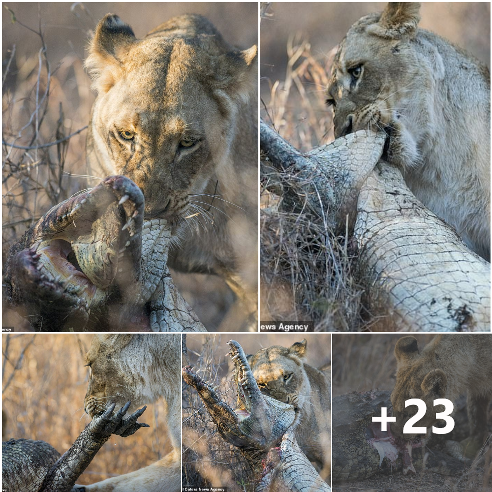 Majestic Triumph: Lioness Overcomes Crocodile, Revealing Incredible Strength in Terrifying Encounter, Unveiling Power Dynamics of Animal Kingdom.tm
