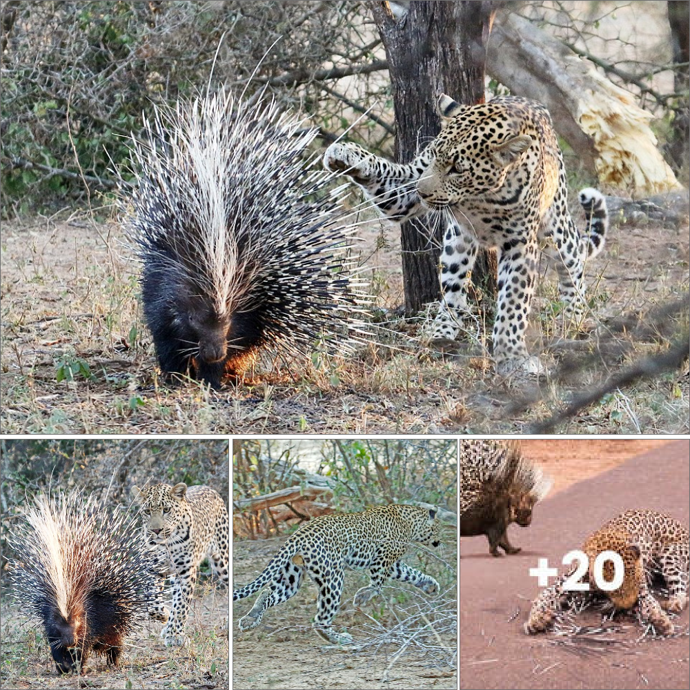 Roses have thorns: Leopard has second thoughts about dining with a hedgehog after poking his paw in its fur