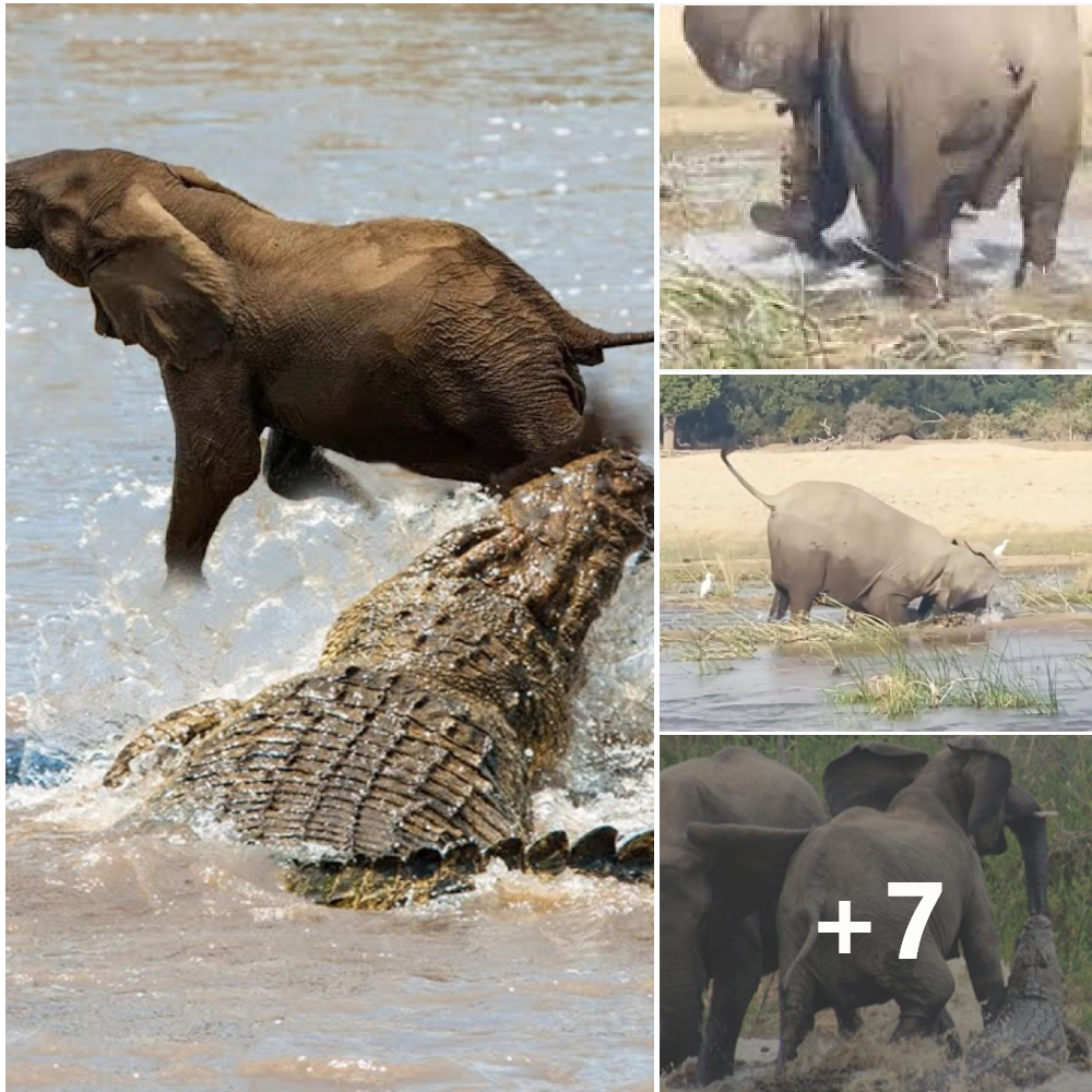 In grief, the mother elephant fatally stabbed the wісked crocodile with her 1-meter-long tusks