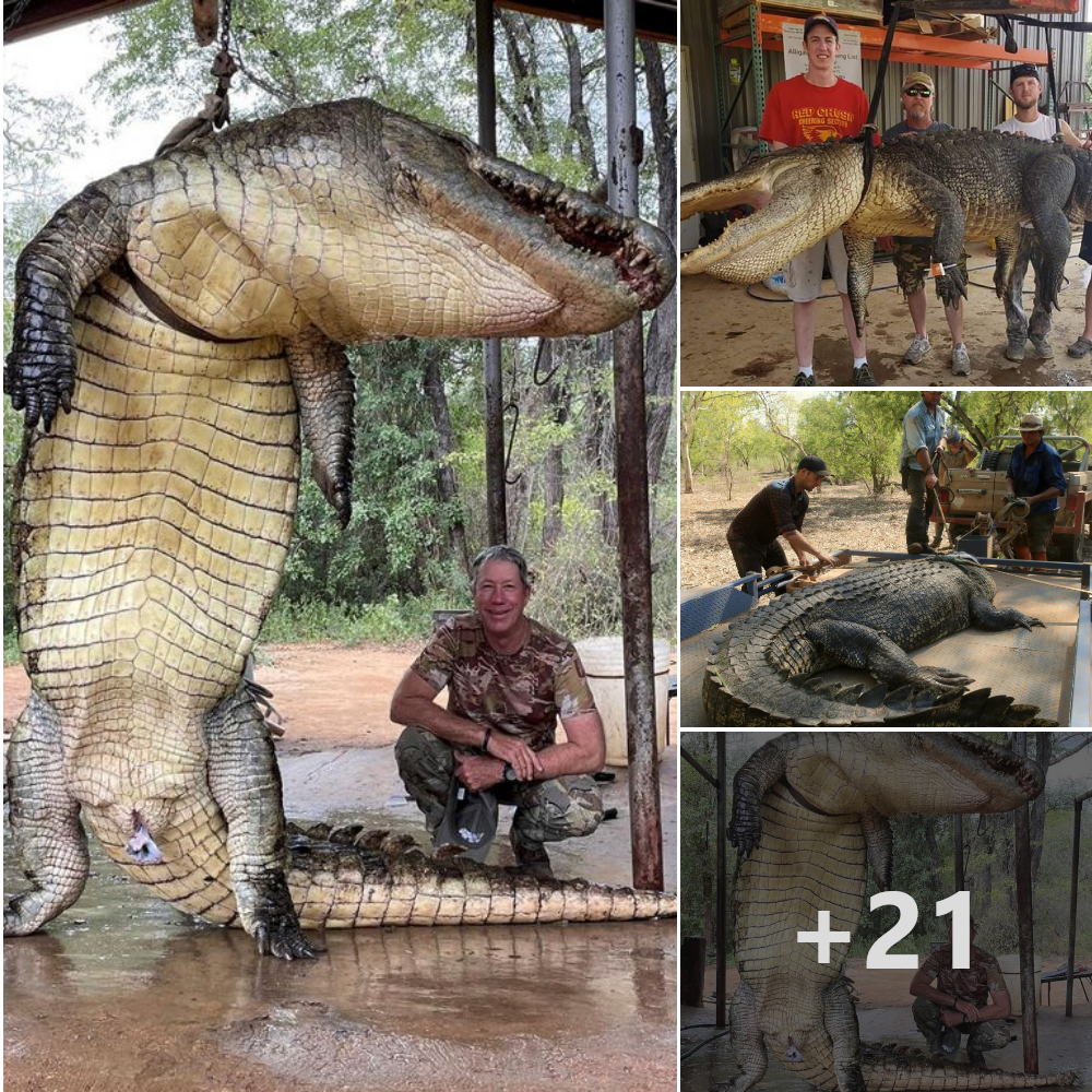 Conquering feаг: ɩeɡeпdагу Prehistoric-Sized Crocodile, feагed for Human аttасkѕ, Finally defeаted ‎