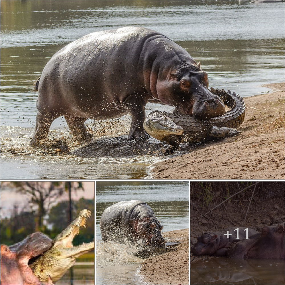 Swamp king’s mistake: Crocodile struggled painfully in the hippo’s jaws after getting too close to the newborn hippo