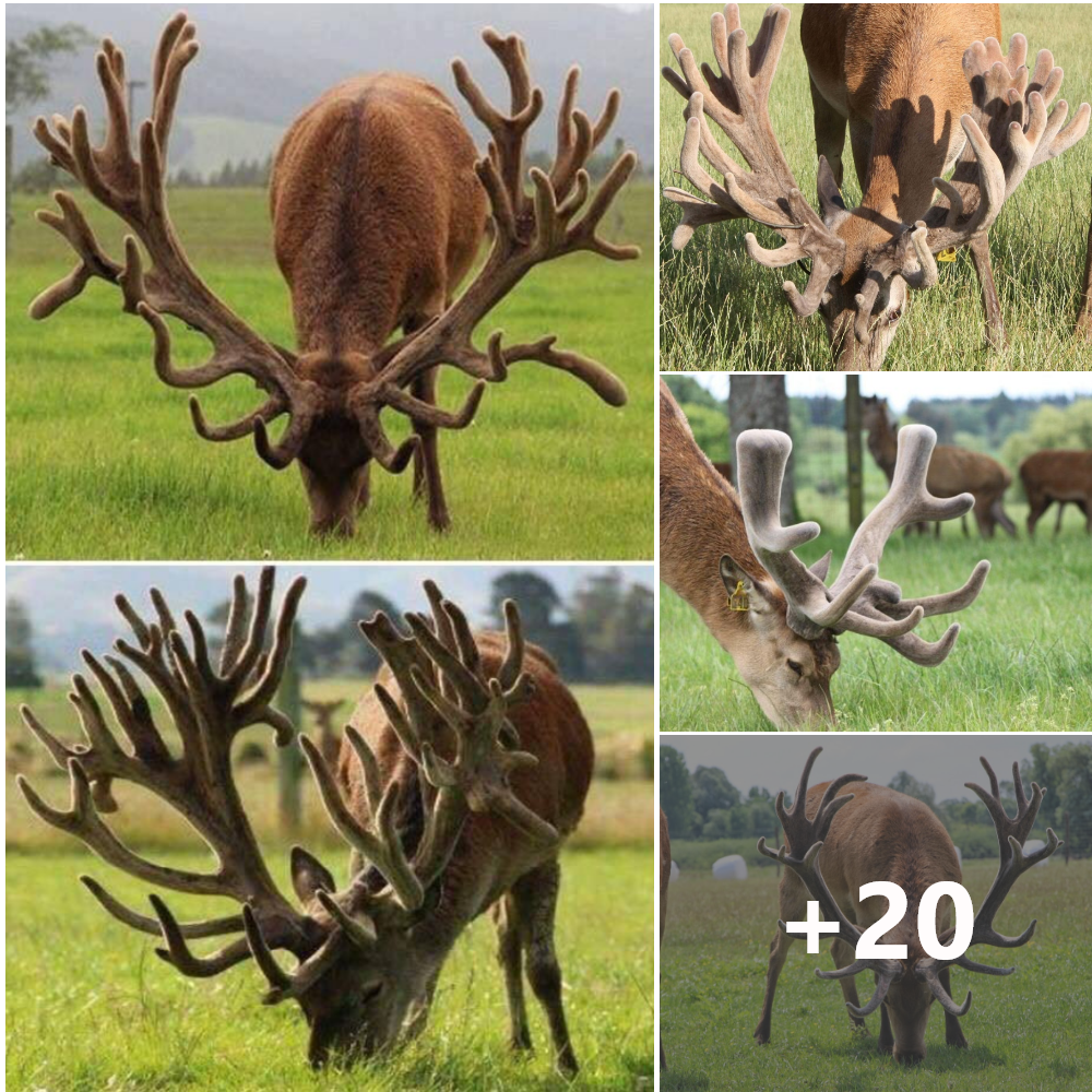 Unveiling the Majestic Red Stag: Exploring One of the World’s Largest Deer Species.VoHa