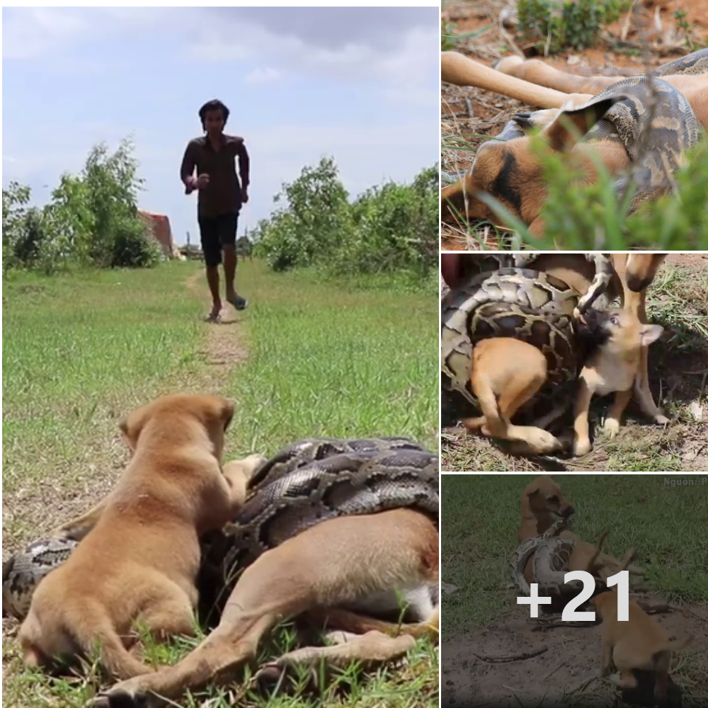 Immense maternal love: The mother dog was attacked by a python, causing the puppy to ask for help and bravely rush in to save her