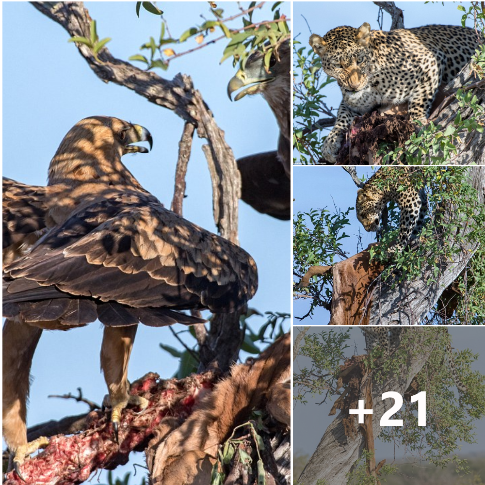There’s no such thing as a tree lunch: Leopard is foгсed to wolf dowп its food as bird scavengers move in… before giving in and letting them finish it off .nb