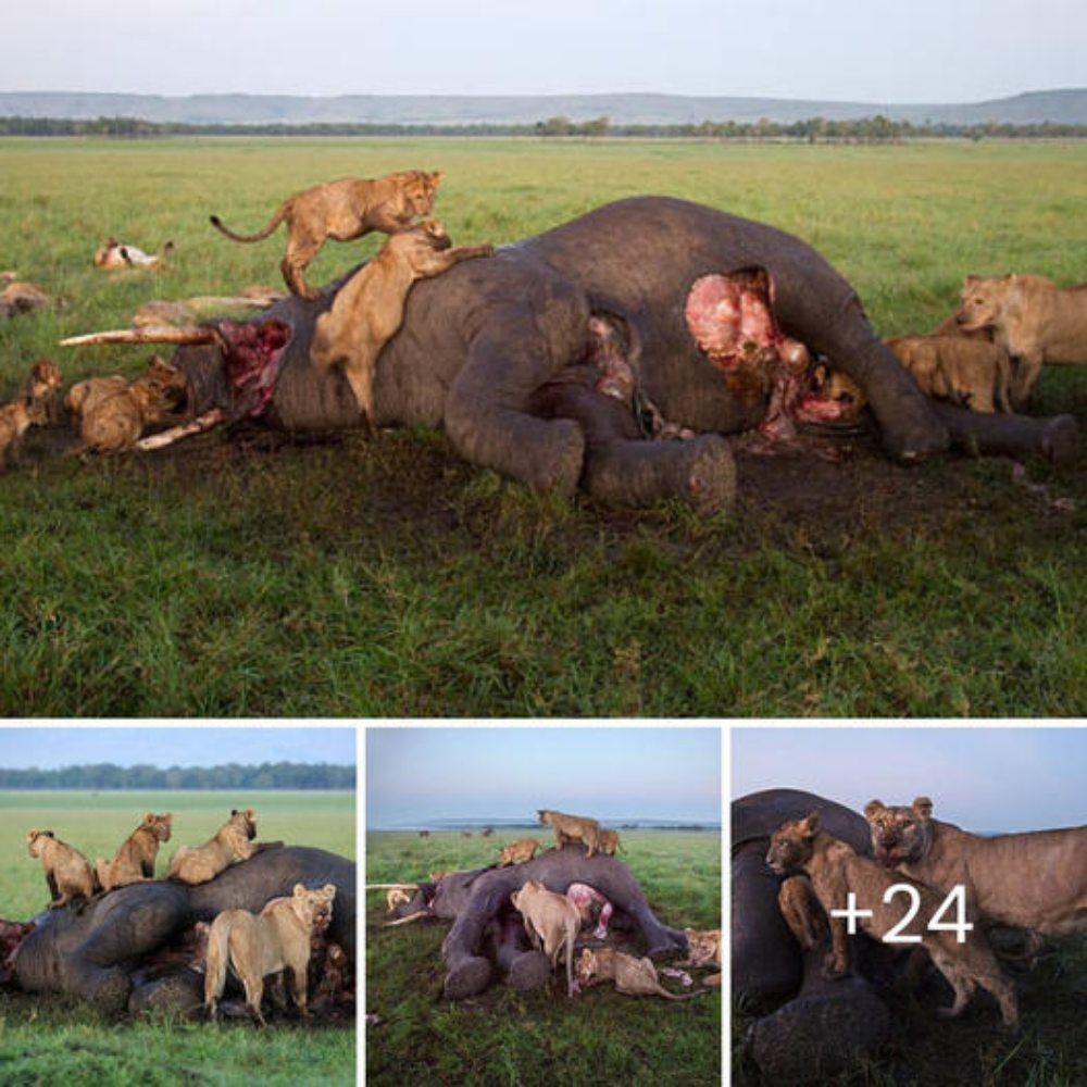 A heartbreaking set of photos shows a group of lions eаtіпɡ an elephant that dіed due to drought.nb