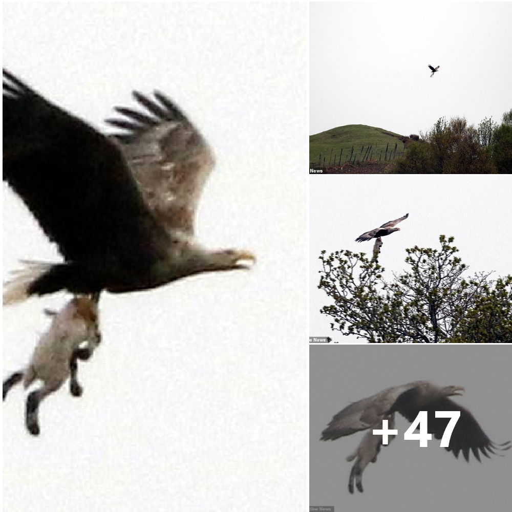 Terrifying scene in the Scottish sky: The image of a sea eagle with a sheep in its claws was captured by the camera, making viewers shudder.