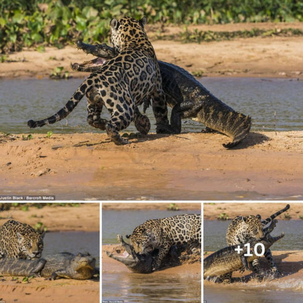 The Crocodile’s Last Nap: The jaguar swims in the river and ambushes a crocodile from behind before crawling onto the sand and pouncing on its prey for a hearty meal