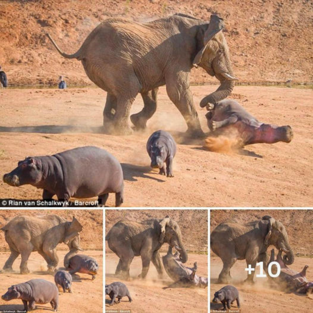 Run quickly, children! Touching scene of mother hippo risking her life to protect her baby from being thrown into the air by an angry elephant, but trying to endure so that the baby hippo has time to escape