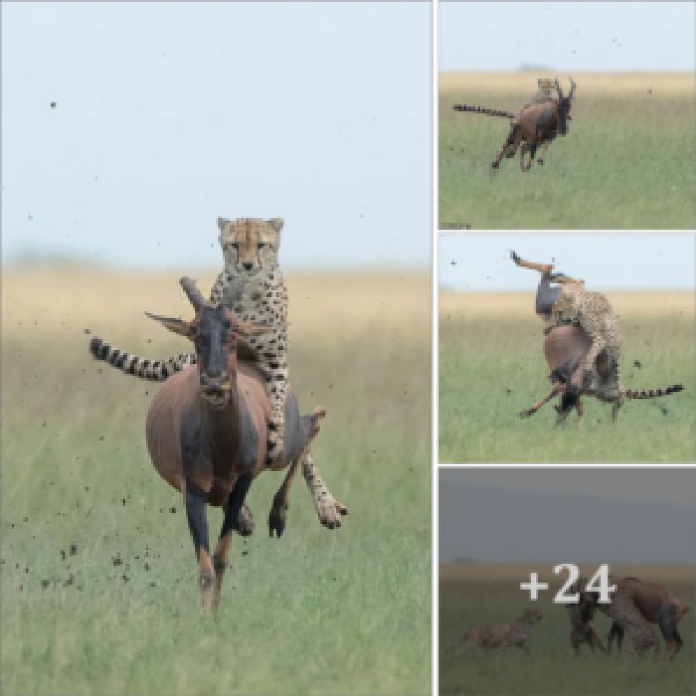 Yeehah cheetah! ѕtᴜппіпɡ images show a big cat riding atop a fгапtіс antelope as he grabs some fast food on the Kenyan savanna .nb