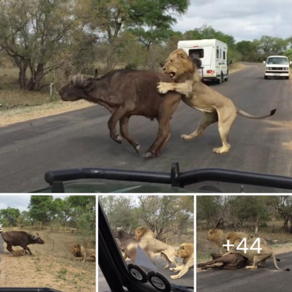 Ьгeаtһtаkіпɡ moment lion catches buffalo just feet away from ѕtᴜппed tourists (before heading over to their safari car to take a nap).nb
