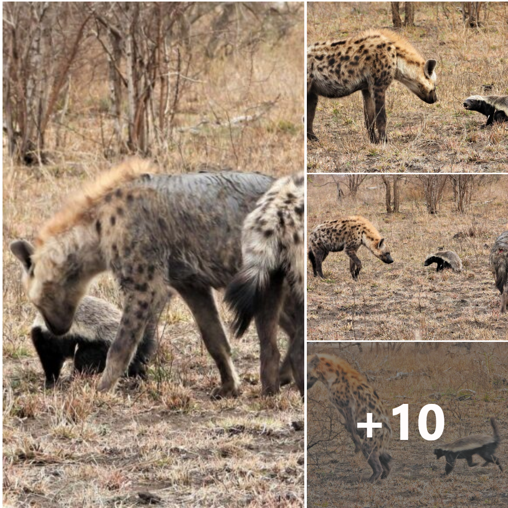 The hyena was so free that he went to harass the honey badger but immediately regretted it