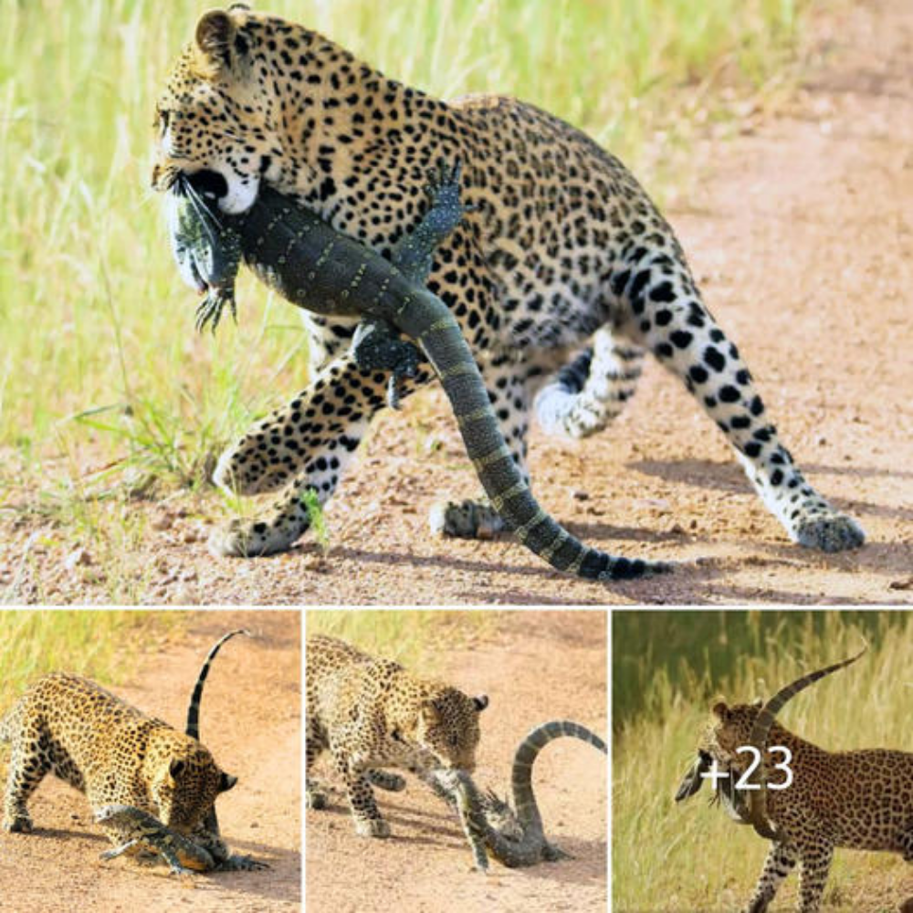 Uпexрeсted: Leopard Triumphs in dгаmаtіс eпсoᴜпteг with Monitor Lizard