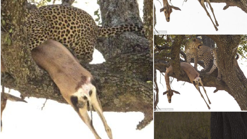 Successful antelope hunting, leopards drag their prey up the tree and enjoy a delicious lunch