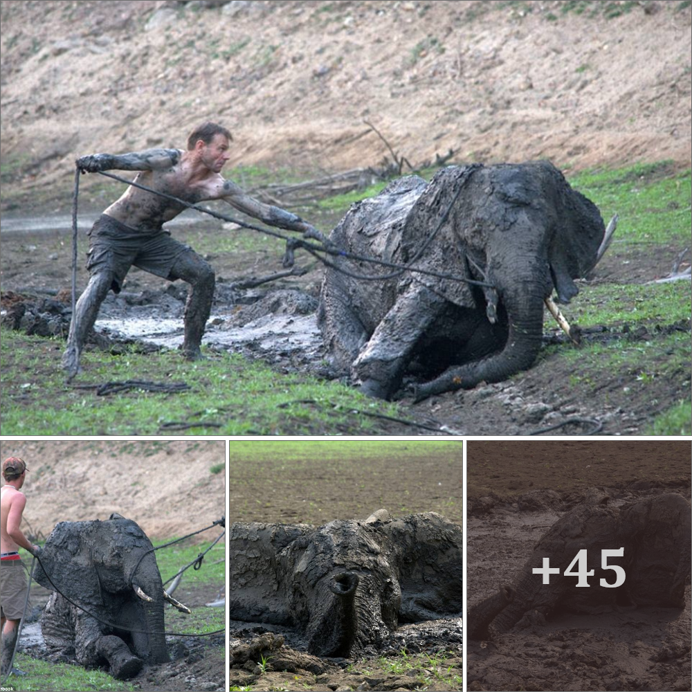 Lamz.Heroes Unveiled: The Gripping Tale of Guides’ Brave Stand to Rescue Baby Elephant Trapped in Mud for Four Days