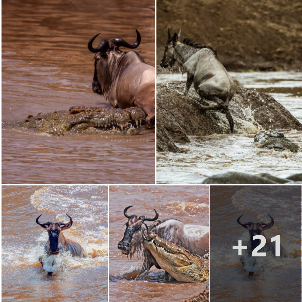 Crocodiles are sneaky and саtсһ adult wildebeest during migration ‎