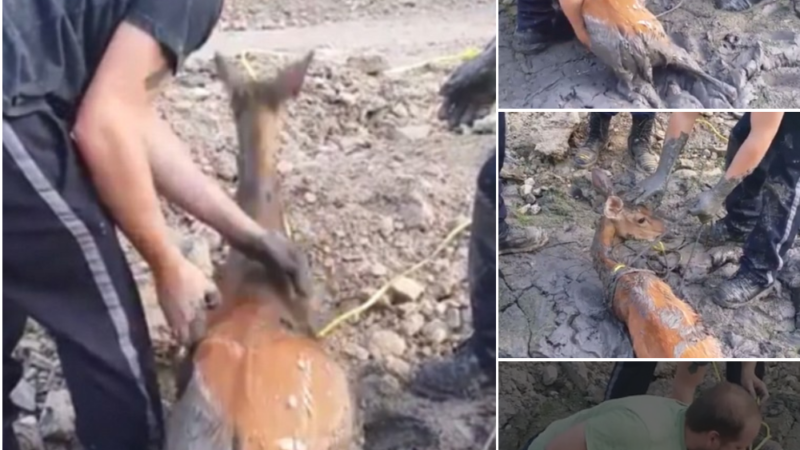 Amazing action 3 brave men work together to rescue a baby deer trapped in a swamp defenseless
