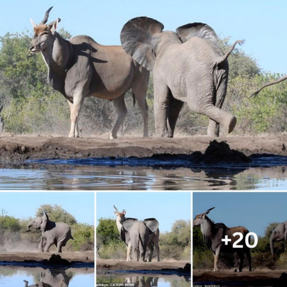 Unexpected Struggle: Great Antelope Defends Itself Against Aggressive Baby Elephants