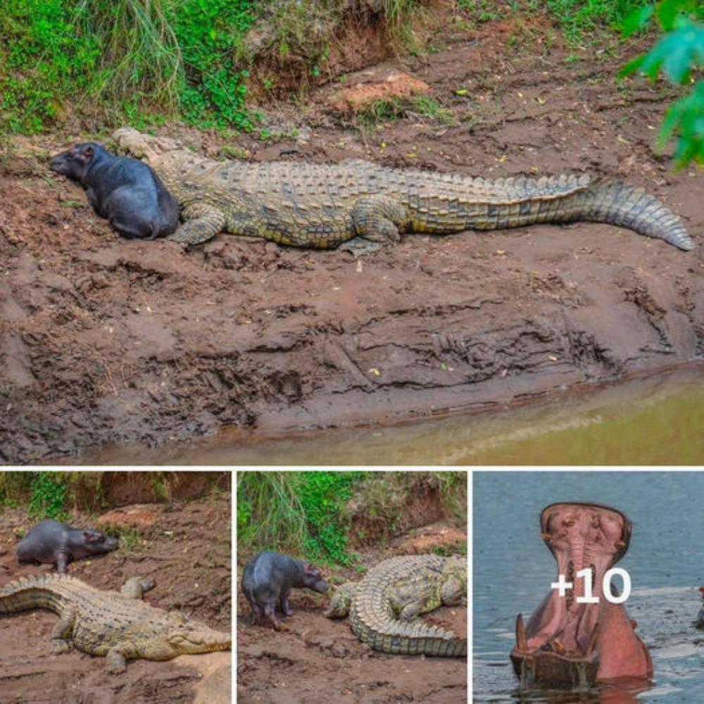 The moment you only see once in your life: A baby hippo mistakenly thinks a giant 12-meter-long crocodile is its mother, making tourists’ hearts stop beating