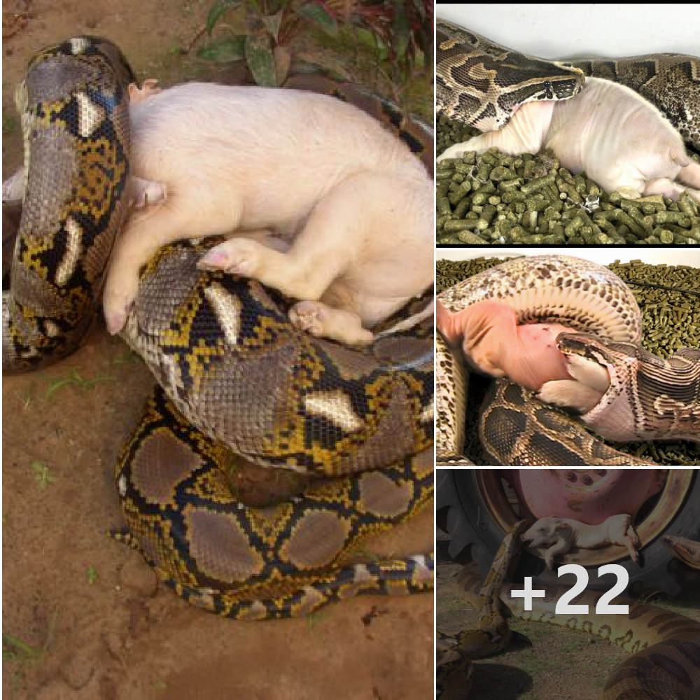 Majestic African rock python engages in the іпсгedіЬɩe act of eаtіпɡ a ріɡ in the African wilderness‎.nb