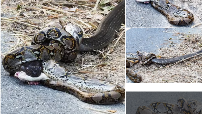 Nature’s Clash: Famous Python Faces Surprising Defeat Against Rival Serpent in an Apocalyptic Showdown. tm