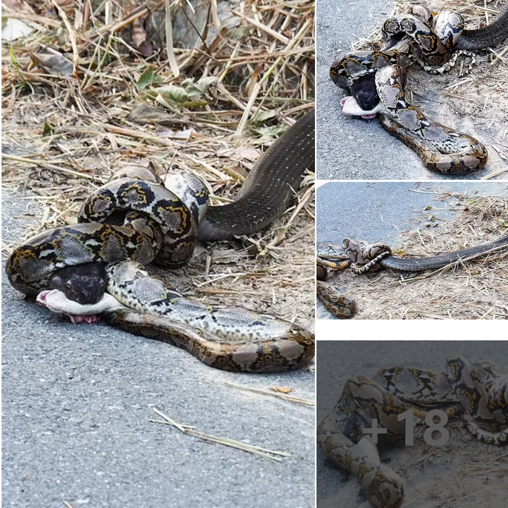 Nature’s Clash: Famous Python Faces Surprising Defeat Against Rival Serpent in an Apocalyptic Showdown. tm