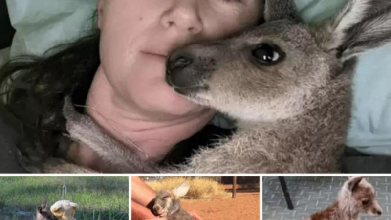 The surrogate mother is amazing! The orphaned Kangaroo constantly hugged the woman who saved him