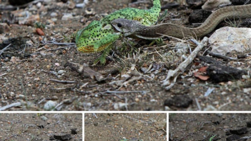 Chameleons ɩoѕe reptile wrestling matches with ⱱeпomoᴜѕ bangs.nb