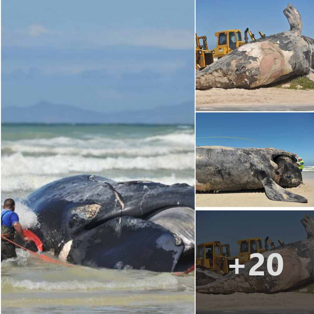 In South Africa, a 15-meter-long enormous whale washes ashore. ‎