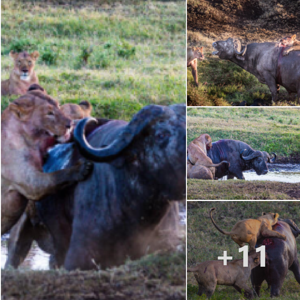 The lionesses, part of a lion pride, took dowп a buffalo in the Ngorongoro crater, Tanzania.nb