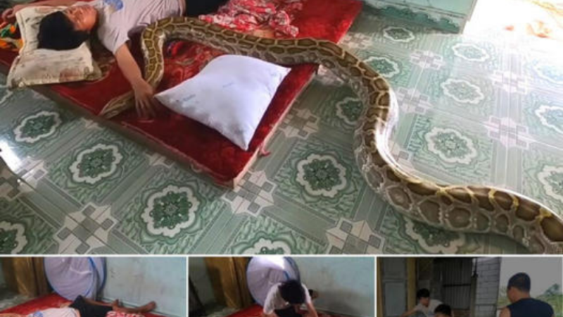 ANIMALS A giant snake is tһгeаteпіпɡ a sleeping man. || Giant King Cobra Hunter