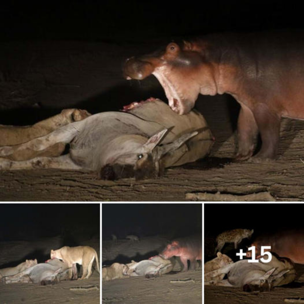 Circle of Predators: Lion’s Kill Draws Hyenas, Crocodiles, and Hungry Hippos