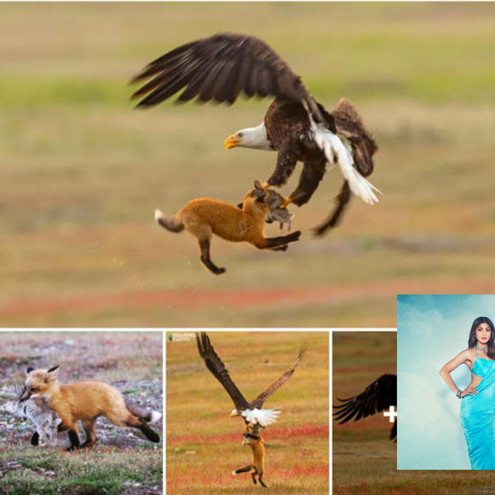 Eagle and Fox Compete in Dramatic Mid-Air Battle for Rabbit