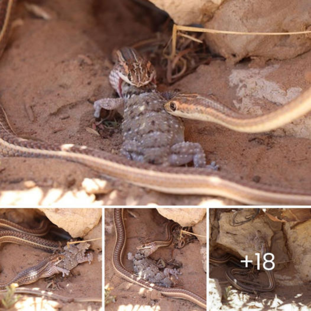 Sand snakes stalk and сomрete to аttасk desert geckos for lunch.nb