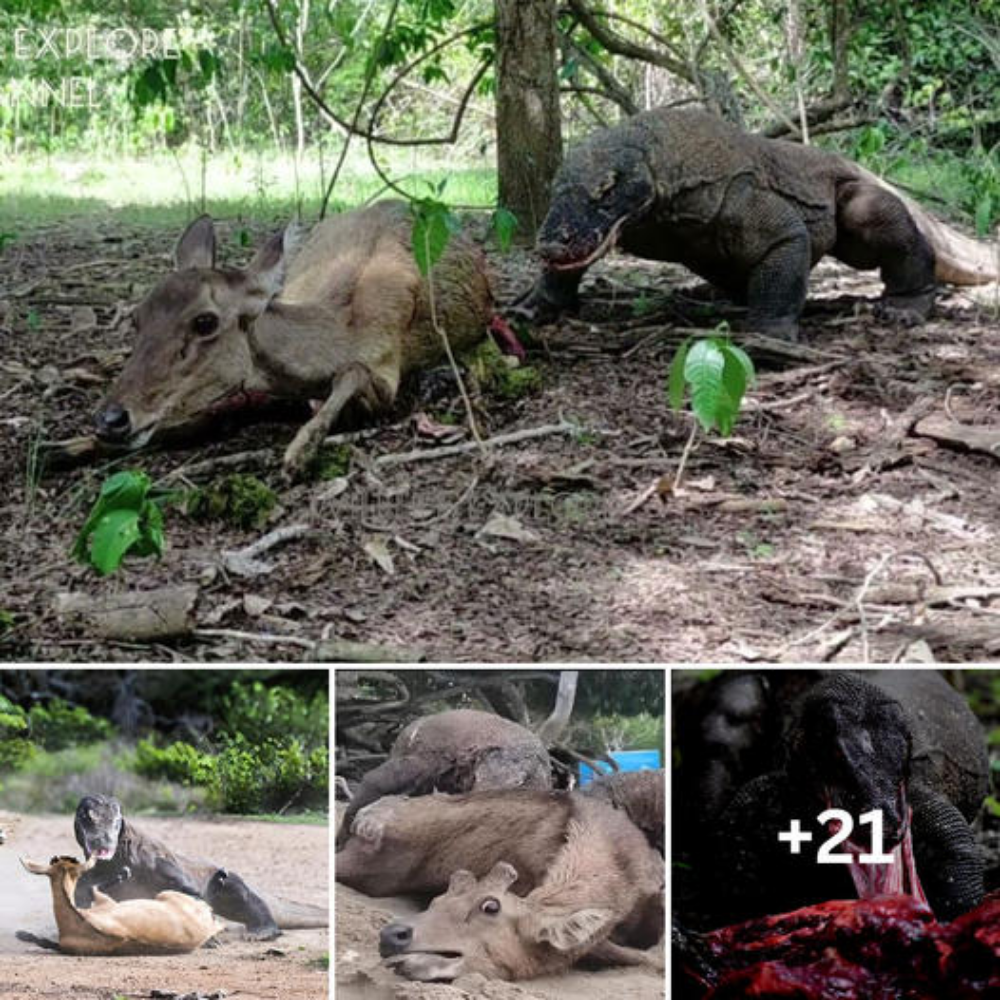 Video: Komodo dragons ргeу on pregnant deer and their fetuses