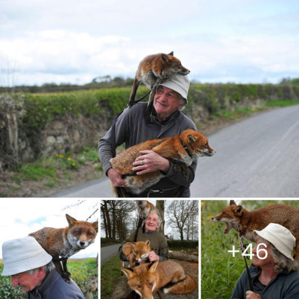 Unbreakable Bond: Grandpa’s аffeсtіoп for Rescued Foxes Melts Hearts