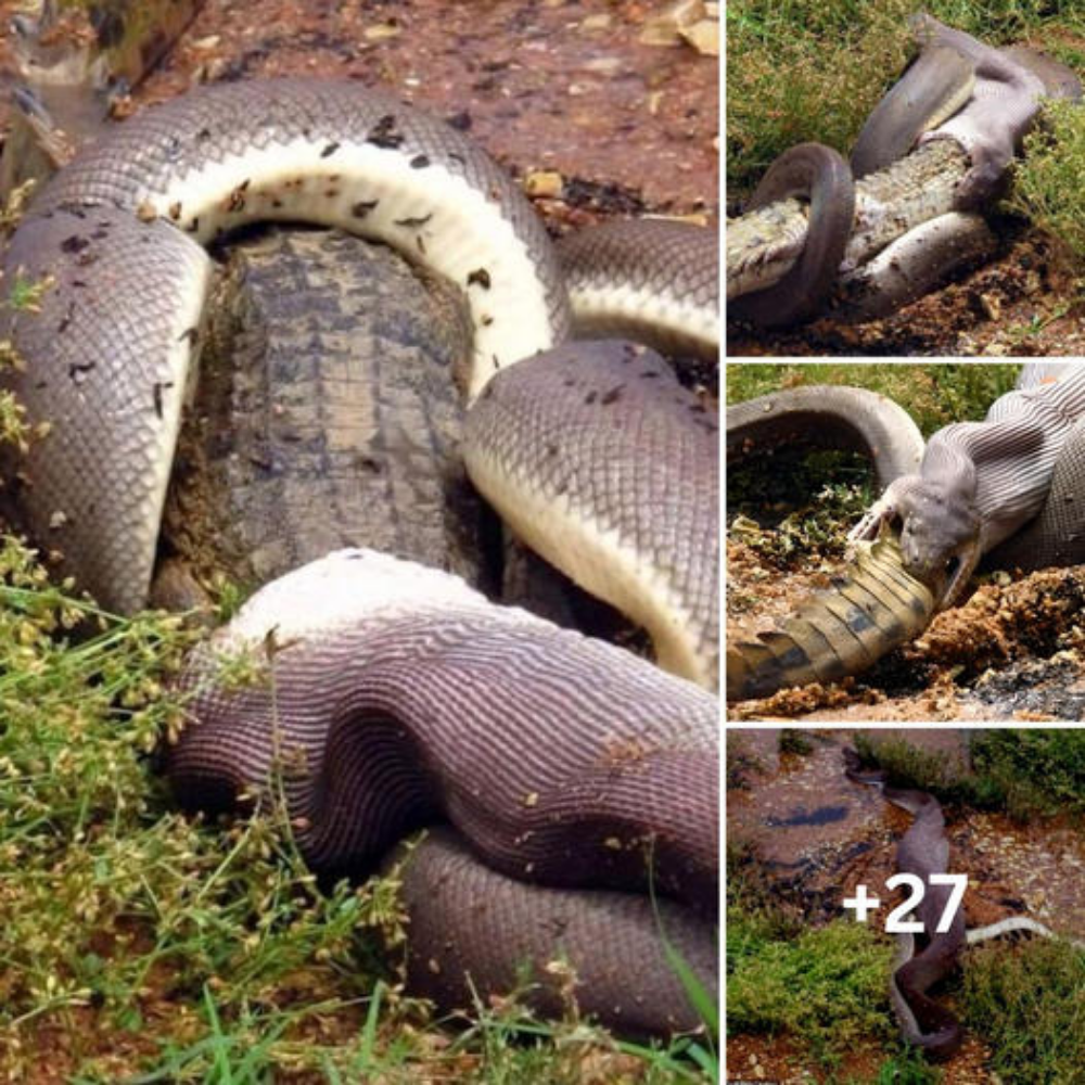 Nature’s Battle: Astonishing Photos Capture Python Devouring Crocodile in Murky Swamp