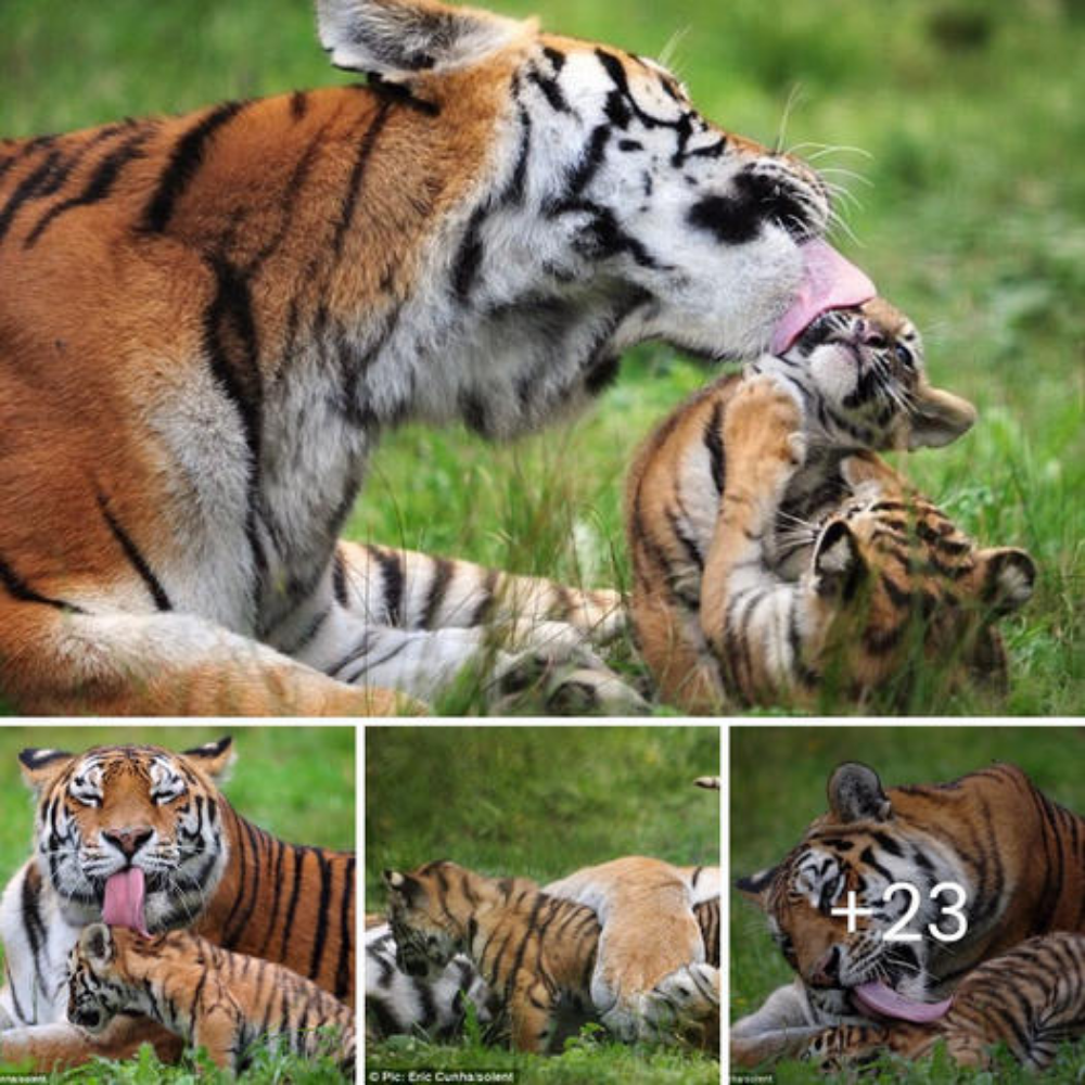 Adorable Siberian Tiger Cubs Frolic in Bath Under Mom’s Watchful eуe (Video)